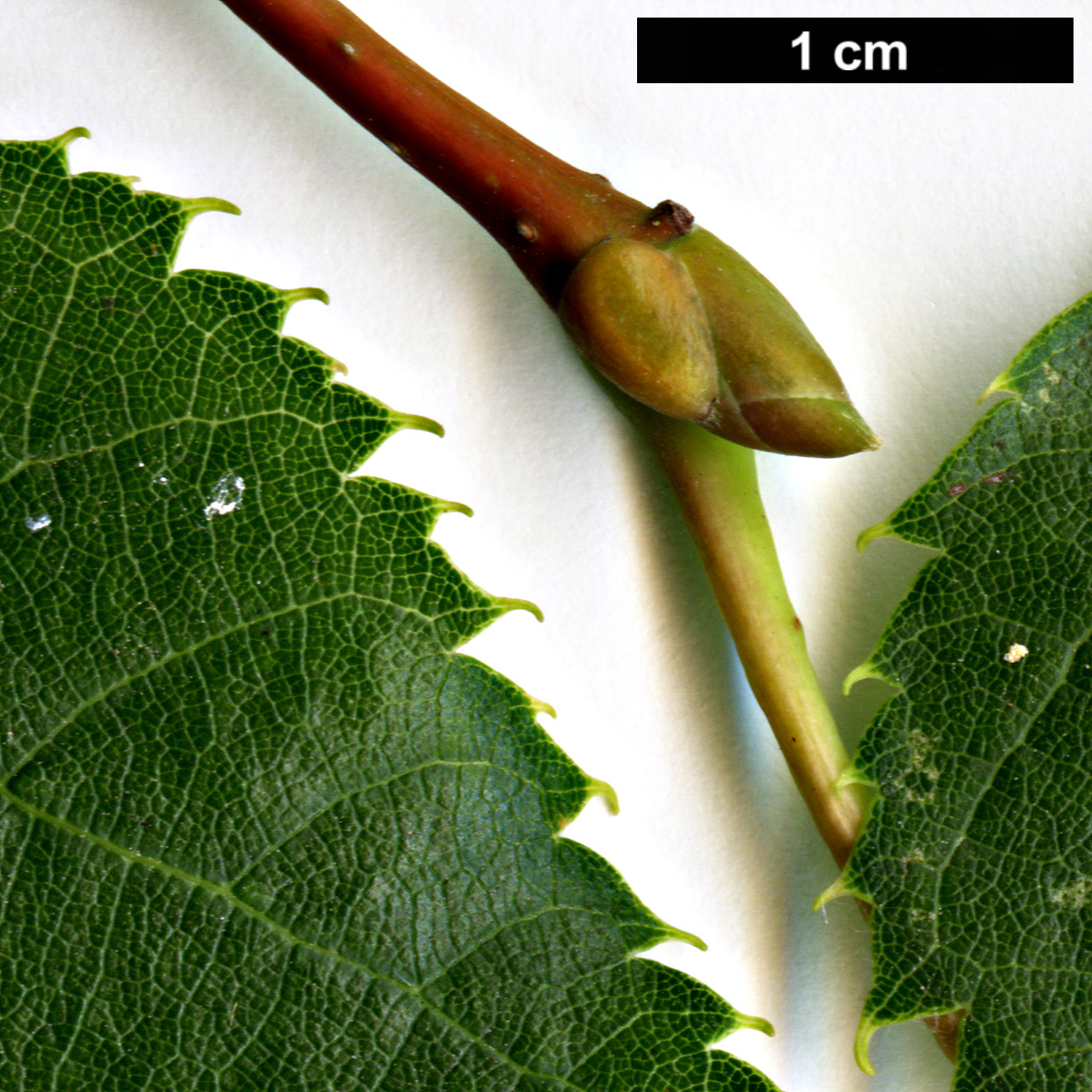 High resolution image: Family: Malvaceae - Genus: Tilia - Taxon: dasystyla - SpeciesSub: subsp. caucasica